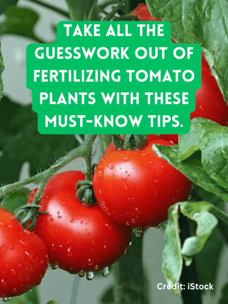 fertilizing tomato plants