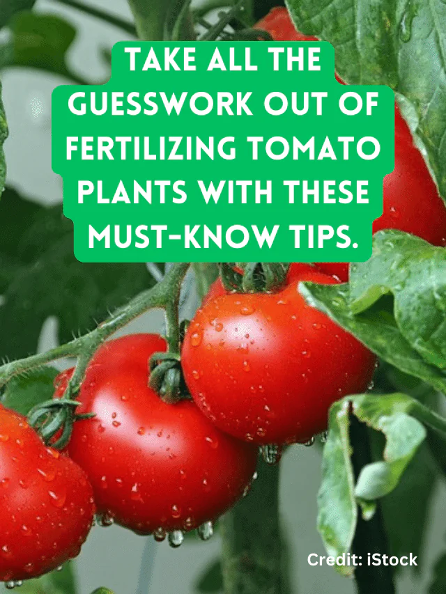 Take all the guesswork out of fertilizing tomato plants with these must-know tips.